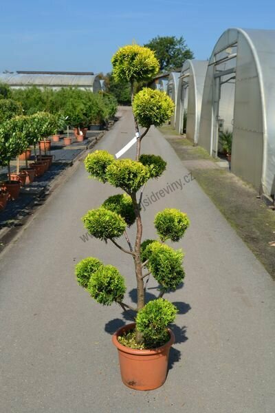 Cyprusovec leylandský bonsai, 120/150 cm, v květináči Cupressocyparis leylandii Cast. Gold - Japan style